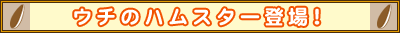 ウチのハムスター登場!